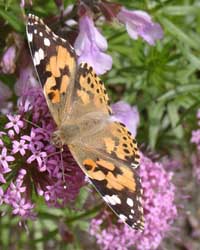 Phuopsis stylosa a favourite of butterflies and bumblebees. A painted lady butterfly feeding on 6 June 2004. Photo: &copy; D Perkins.