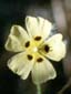 Logo: Anglesey Ecology, Ecoleg Ynys Môn - Spotted rock-rose (Tuberaria guttata ssp breweri)